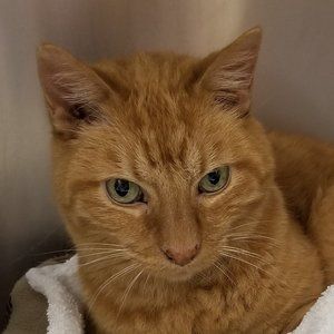 Meet your Posher, Victor